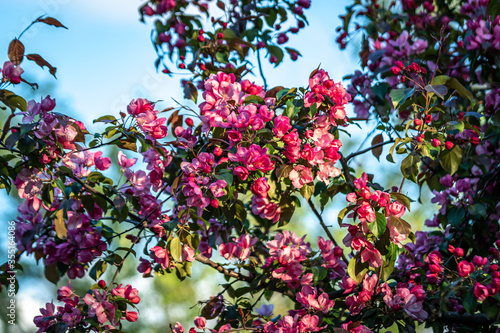 blooming beautiful tree with pink flowers © Anatolii