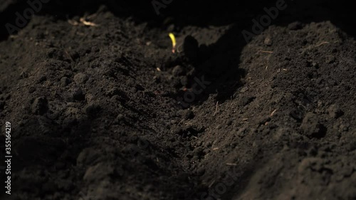 Wallpaper Mural Planting plants in the ground with gloves close up Torontodigital.ca