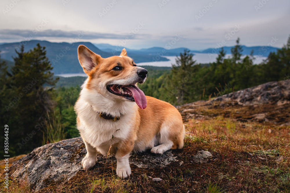 Corgi dog on mountain Corgi dog on mountain