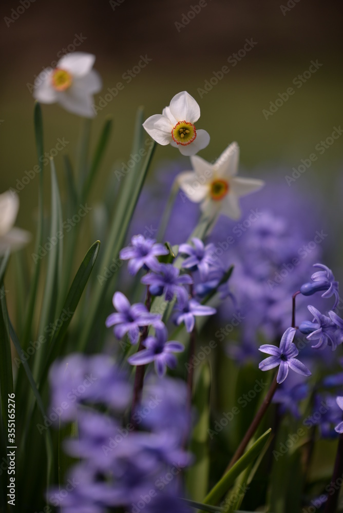 blue hyacinths blooming in the spring garden blue hyacinths blooming in the spring garden