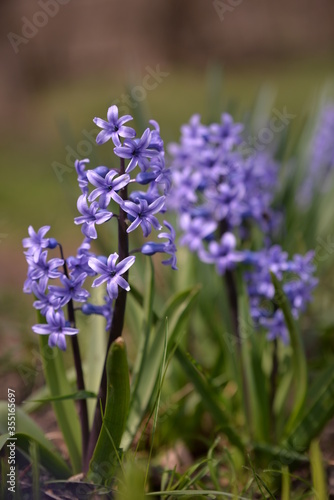 blue hyacinths blooming in the spring garden