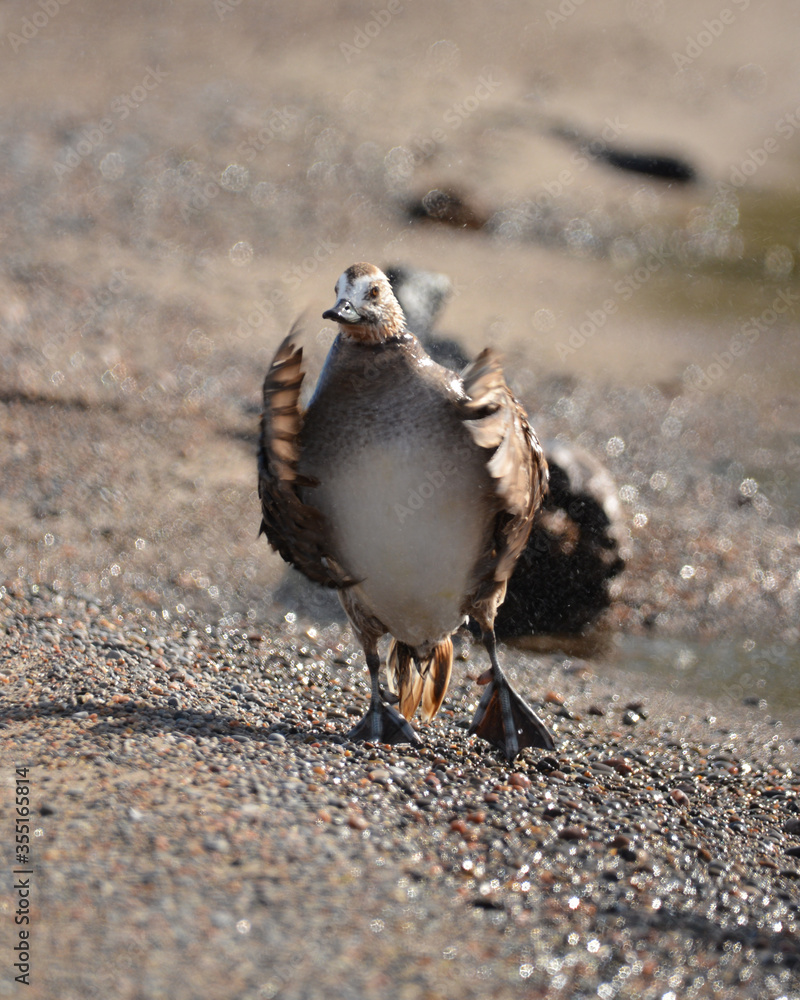 Long tailed Duck female walking on beach Long tailed Duck female walking on beach