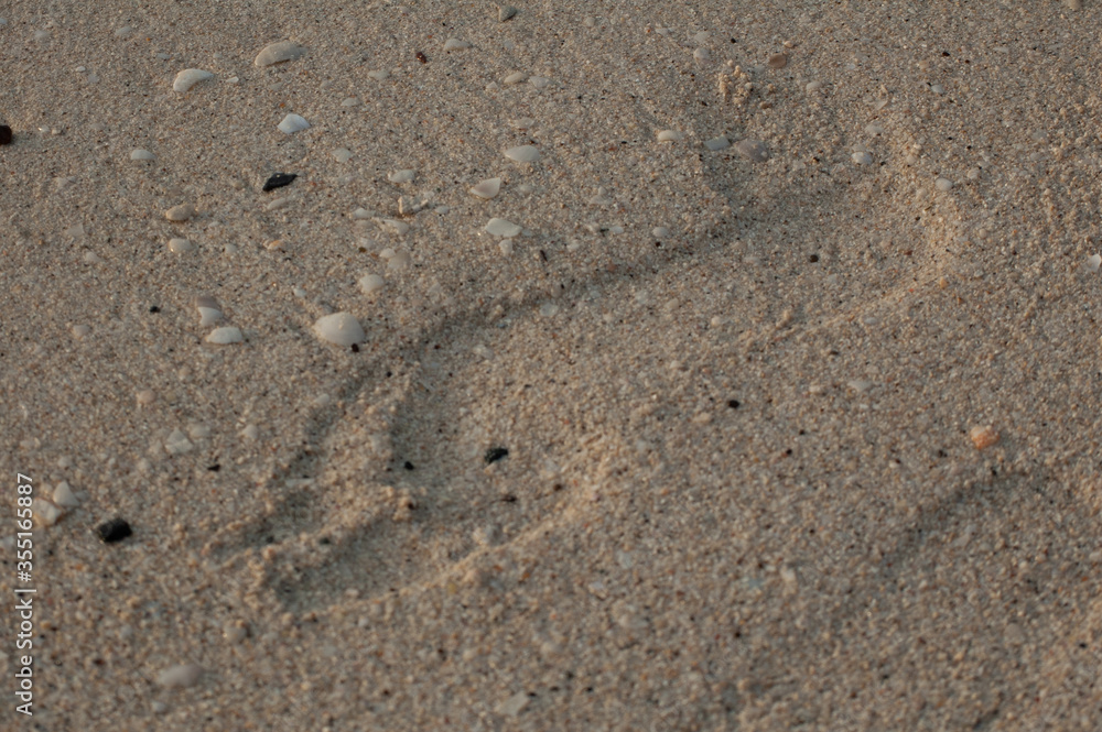 footprint in the sand on the beach footprint in the sand on the beach
