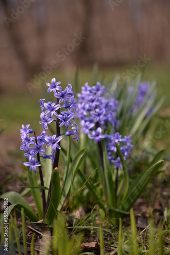 blue hyacinths blooming in the spring garden