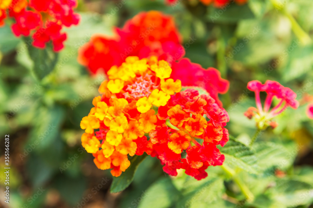 Beautiful Colorful Hedge Flower, Weeping Lantana, Lantana camara Linn Beautiful Colorful Hedge Flower, Weeping Lantana, Lantana camara Linn