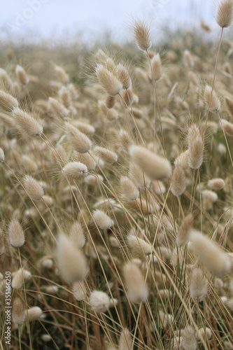 Lagurus ovatus White soft plant field. Beige bunnytail coloured fluffy plant field.  photo