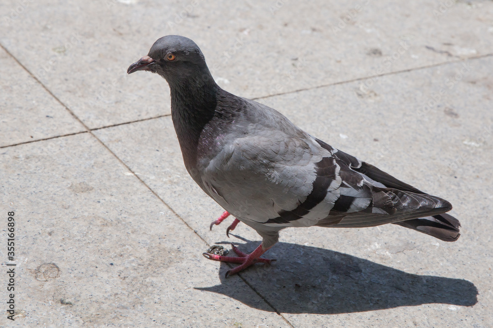 Obraz premium Pigeon walking on paving stones in the city . One dove stand up on marble wall . Feral pigeons, also called city doves, city pigeons, or street pigeons Doves .