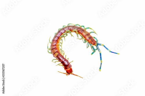 Fototapete Giant centipede isolate background with clipping path