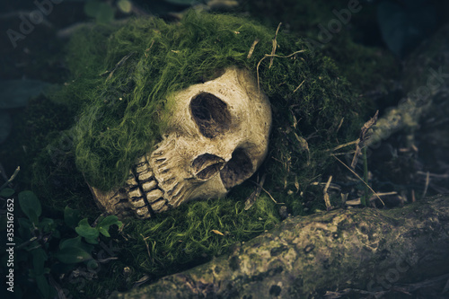 Still Life with human skull  on the roots © kaewphoto