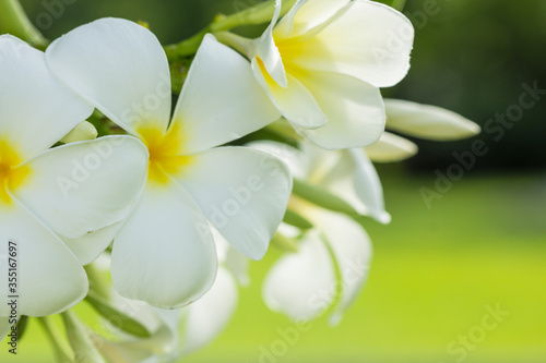 purity of white Plumeria or Frangipani flowers. blossom of tropical tree on natural light background