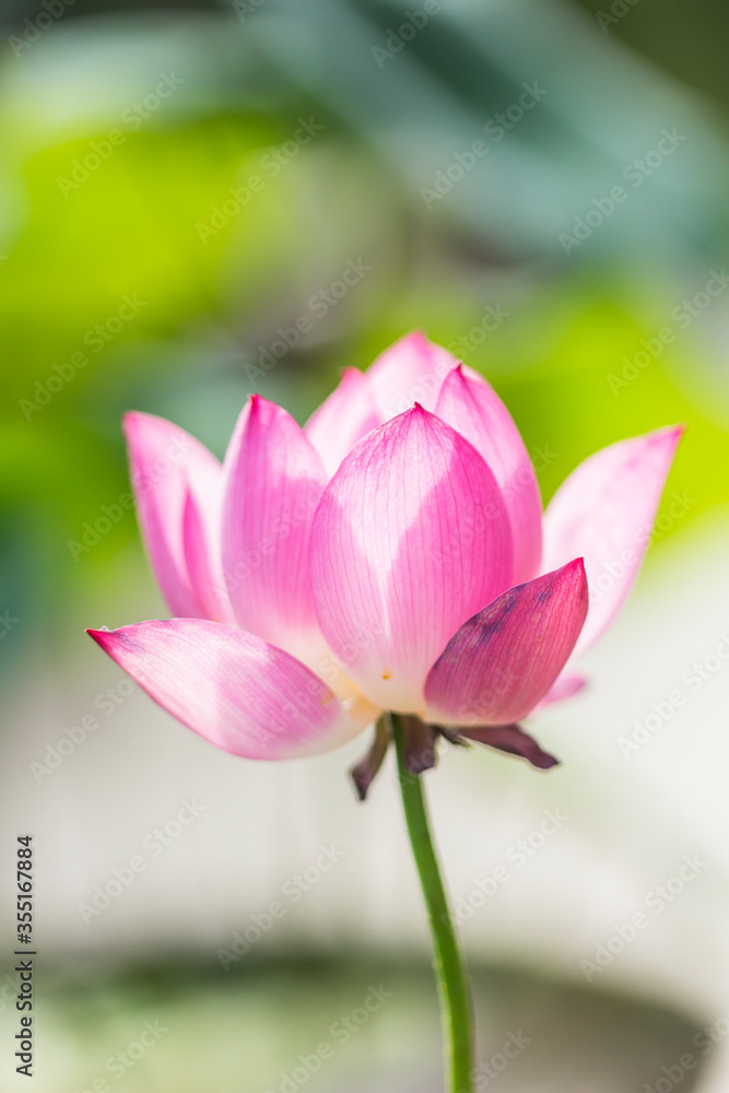 Lotus flower and Lotus flower plants Lotus flower and Lotus flower plants