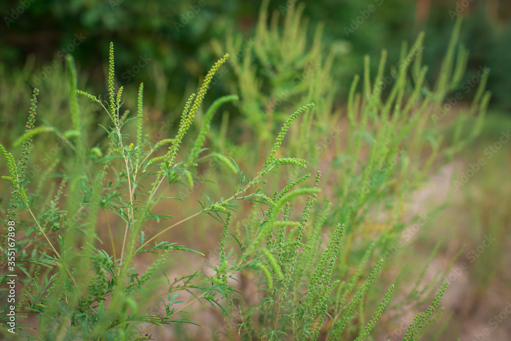 Ragweed bushes. Ambrosia artemisiifolia causing allergy summer and autumn. ambrosia is a dangerous weed. its pollen causes a strong allergy at the mouth during flowering. Ragweed bushes. Ambrosia artemisiifolia causing allergy summer and autumn. ambrosia is a dangerous weed. its pollen causes a strong allergy at the mouth during flowering.