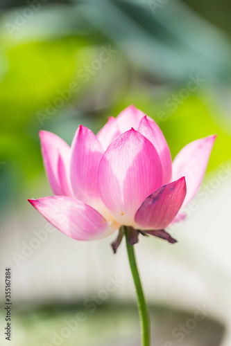 Lotus flower and Lotus flower plants