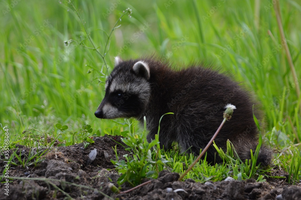 Fototapeta premium Baby raccoon explores barn yard