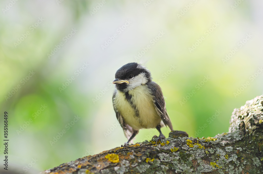 Obraz premium A yellow-throated chick of a great tit has flown out of the nest and is sitting on a branch. Observation of birds that live near a person