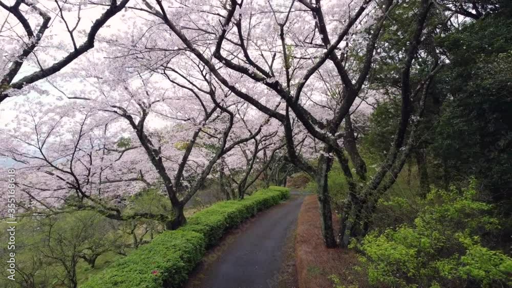 桜並木の中をドローンで後退 桜並木の中をドローンで後退