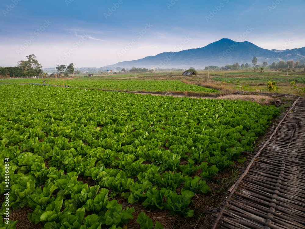 Vegetable Beds in The Fields behind The Mountain Vegetable Beds in The Fields behind The Mountain