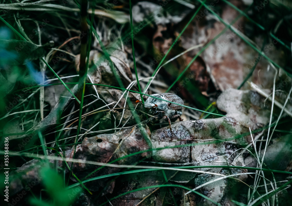 Fototapeta premium May beetle crawls on dead, dry leaves.