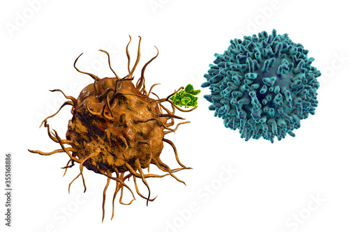 Antiviral immunity, antigen presentation photo