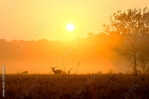Family Sunset Deer at Thung Kraang Chaiyaphum Province  Thailand