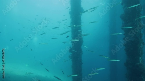 Dock underside post submerged in blue ocean full of corals and tropical fishes. photo