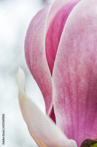beautiful purple and white magnolia flower blooming in the spring sunlight
