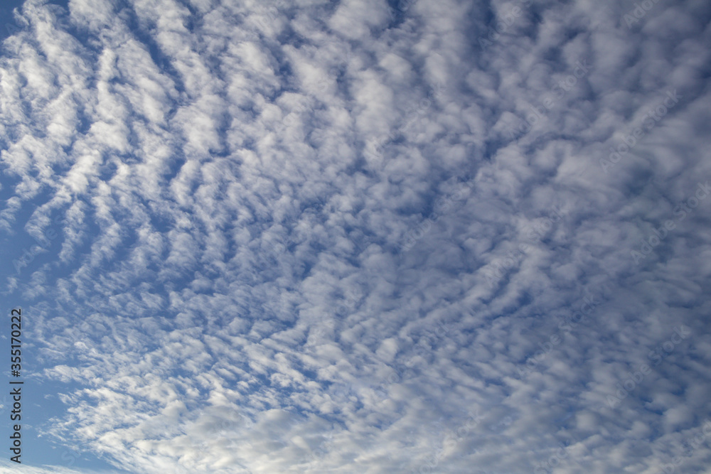 Fototapeta premium Deep blue sky and white cloud background.Altocumulus clouds.