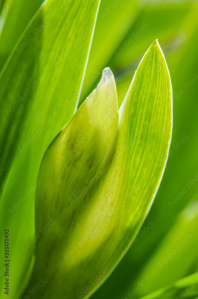 iris buds close up still hidden with leaf and back lit iris buds close up still hidden with leaf and back lit