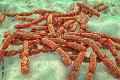 Probiotic bacteria Lactobacillus photo