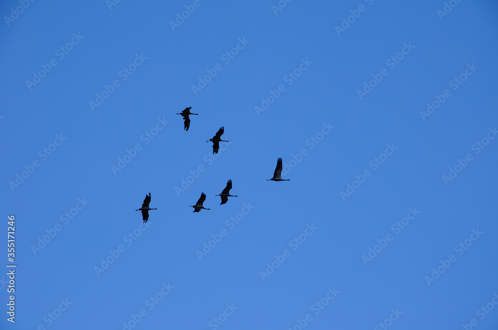 a flock of migratory birds before flying South cranes a flock of migratory birds before flying South cranes