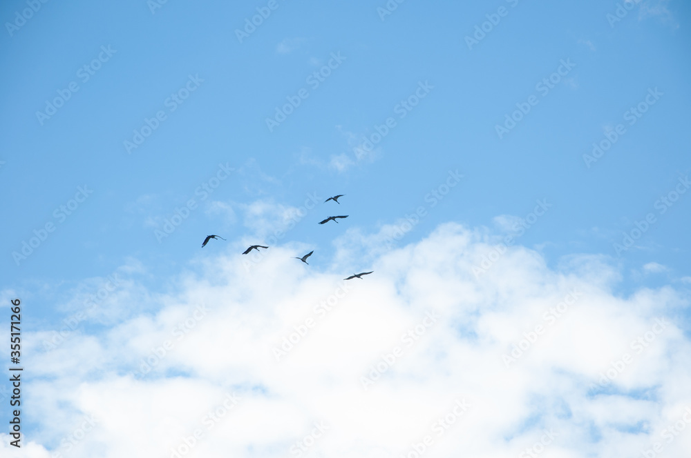 a flock of migratory birds before flying South cranes a flock of migratory birds before flying South cranes