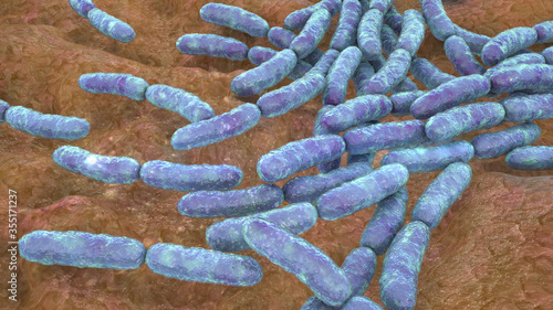 Probiotic bacteria Lactobacillus photo