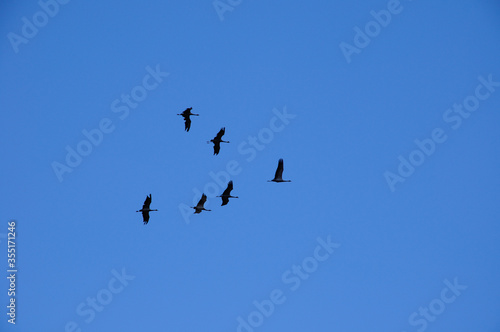 a flock of migratory birds before flying South cranes