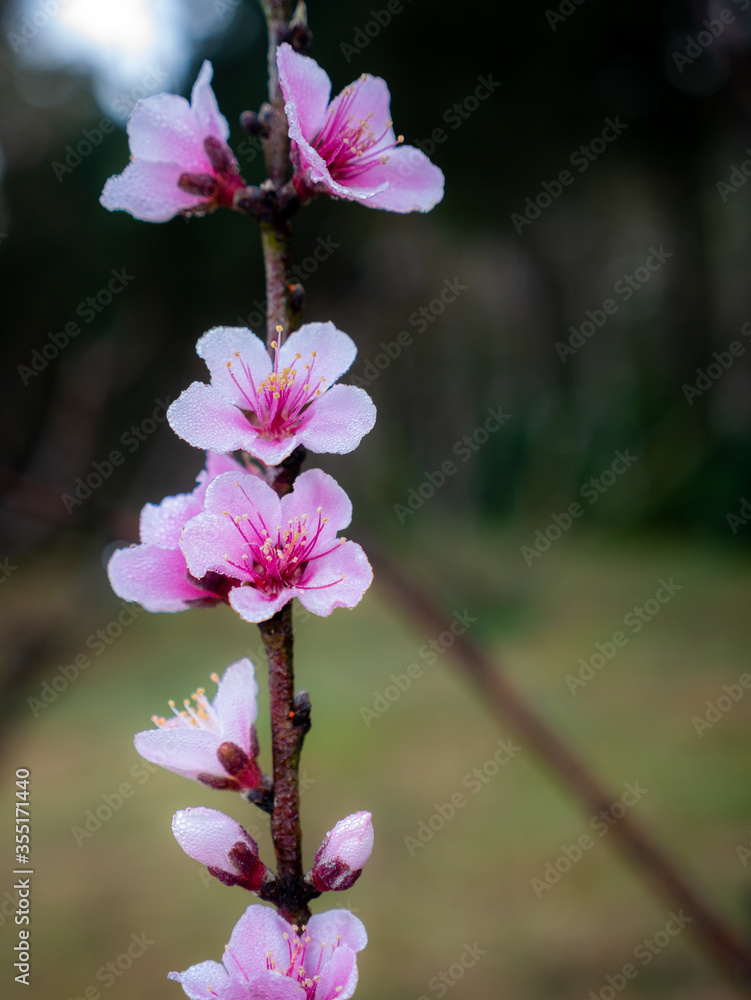 Obraz premium Dew Drops on The Bouquet of Sakura Flowers Blooming