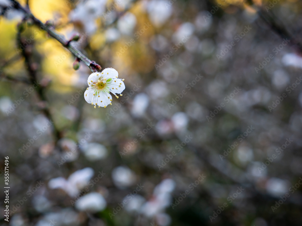 Dew Drops on The Single Sakura Flower Blooming Dew Drops on The Single Sakura Flower Blooming