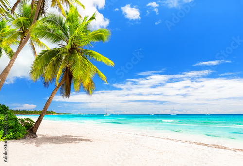 Fototapeta Naklejka Na Ścianę i Meble -  Coconut Palm trees on white sandy beach in Caribbean sea, Saona island.