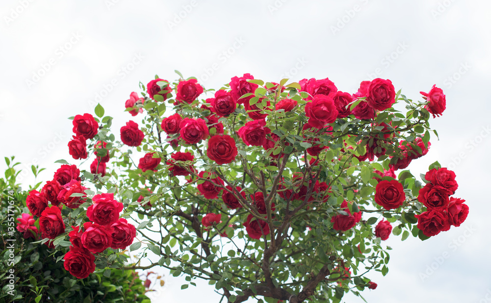 Red rose bush with lot of beautiful blossoms
