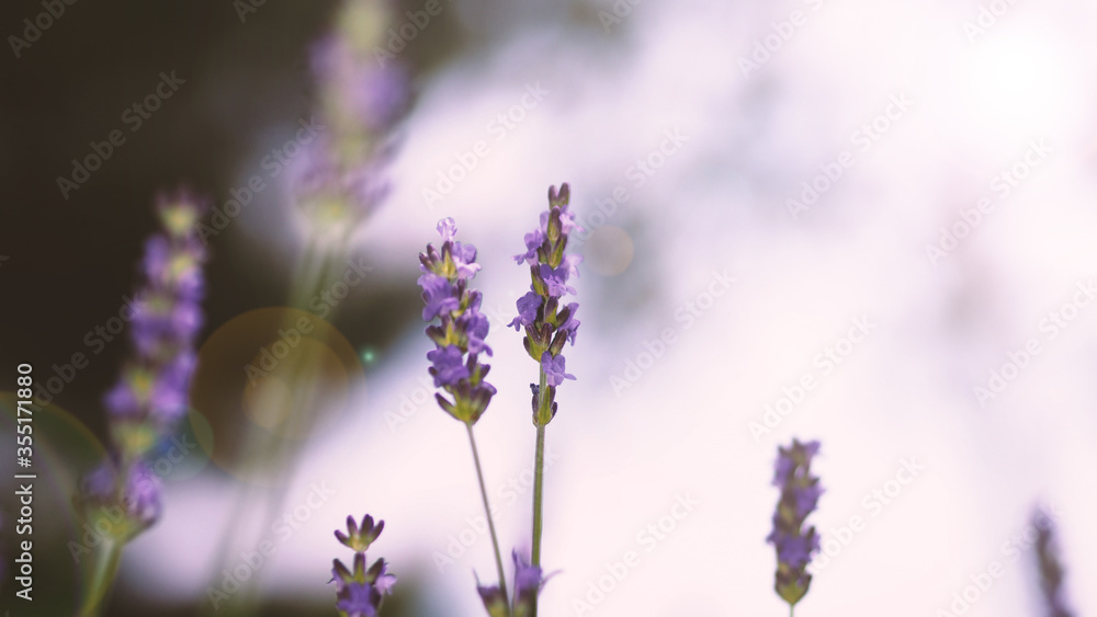 Naklejka premium Lavender flowers purple color and sunset light flare to camera which represent fragrance for relaxing mood and shoot from summer in Furano prefecture north part of Hokkaido Japan