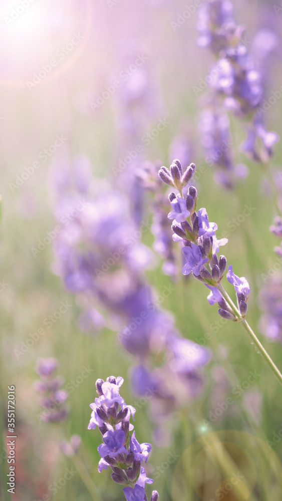 Obraz premium Lavender flowers purple color and sunset light flare to camera which represent fragrance for relaxing mood and shoot from summer in Furano prefecture north part of Hokkaido Japan
