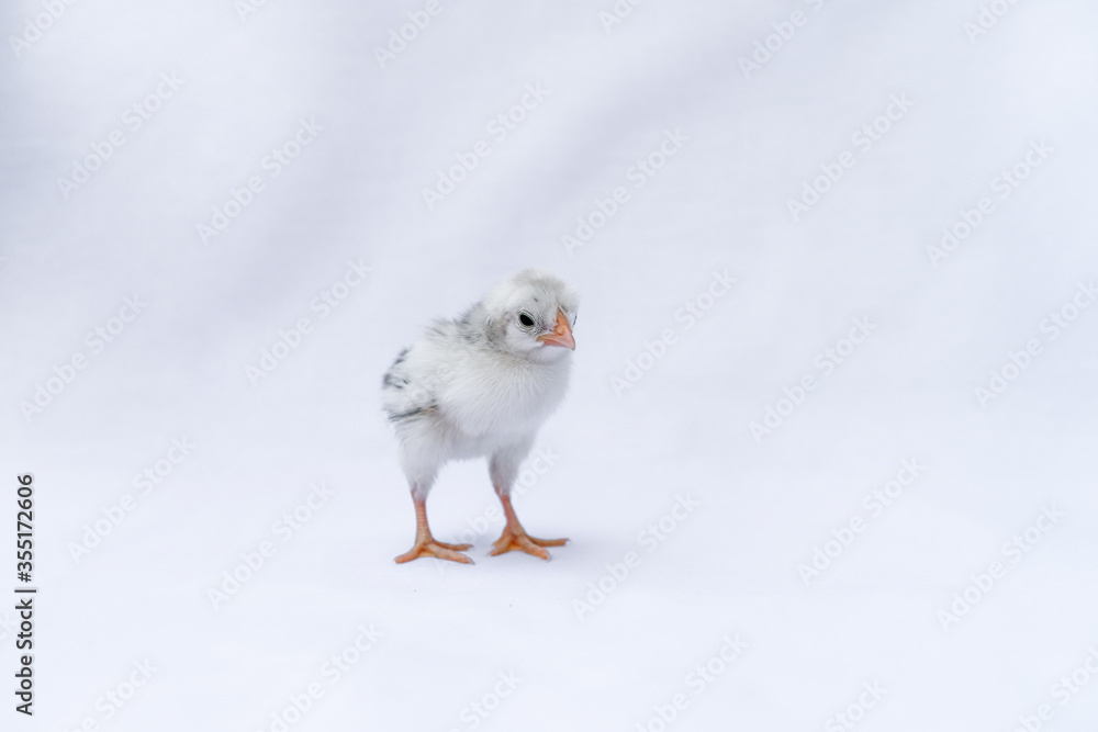Obraz premium The baby Hamburg Chick is recognised in Germany and Holland. It's isolated standing on white cloth background.