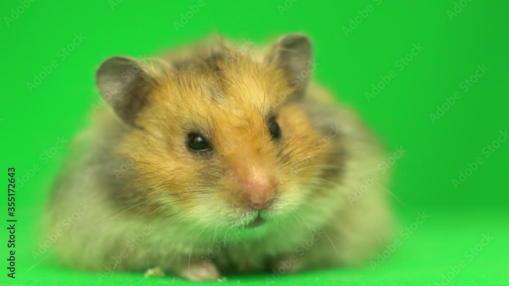 hamster stares at the green screen, slow motion hamster stares at the green screen, slow motion
