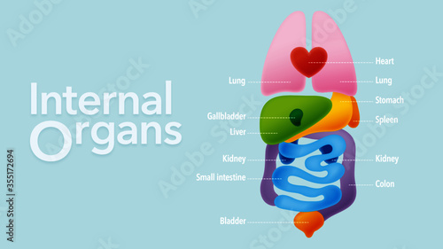 内臓　人体　イラスト　Human body internal organs illustration