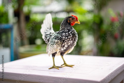 close up to Silver white Male SeBright Chick in the blur bokeh green garden background.