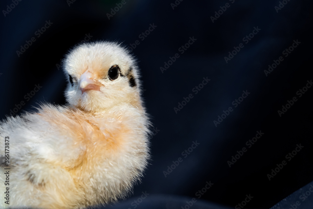 Obraz premium Baby Mini Cochin Chick on dark blue cloth background in studio light.