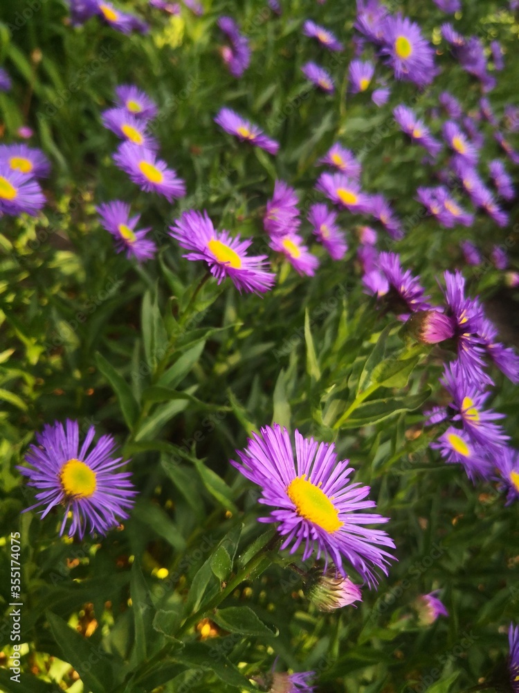 Purple Asters in the Garden Purple Asters in the Garden