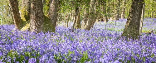 Spring time bluebell woodland in full bloom panoramic  photo