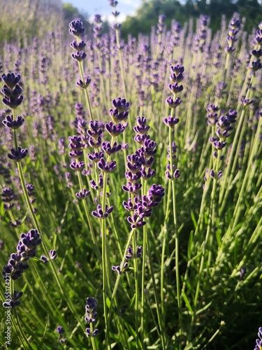 Beautiful Lavender Field Close Up