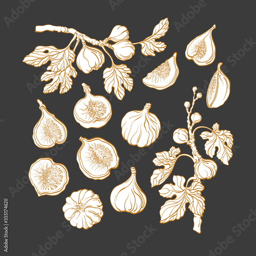 Figs set. Vector plant. Art line illustration.