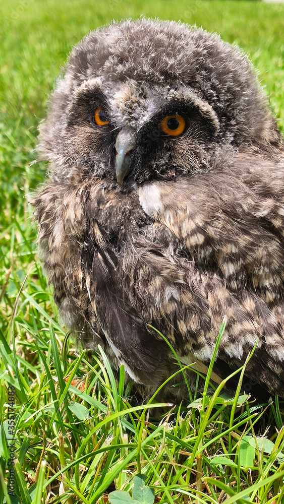Owl cub separated from its nest in its natural environment. Owl cub separated from its nest in its natural environment.