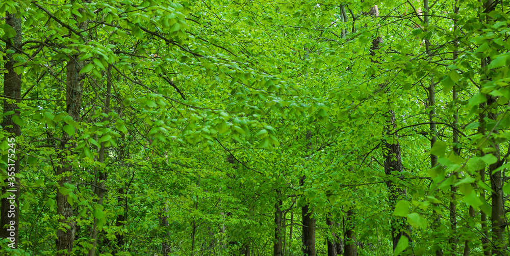 Beautiful green trees, forest. Nature, green lush foliage. Beautiful green trees, forest. Nature, green lush foliage.